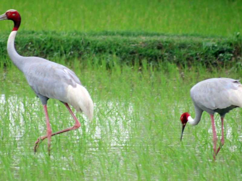सिमसार क्षेत्र मासिएपछि सारस घट्दै